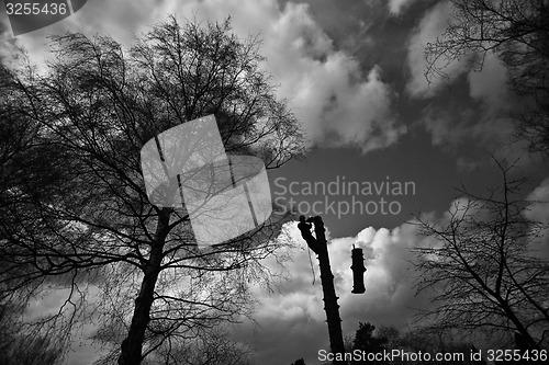 Image of Woodcutter silhouette on the top of a tree in action in denmark 