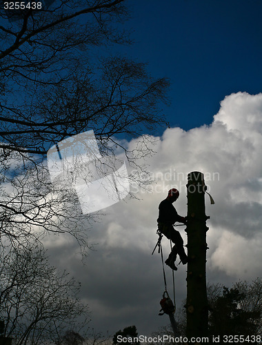 Image of Woodcutter silhouette on the top of a tree in action in denmark 