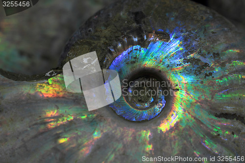 Image of abstract amonite background