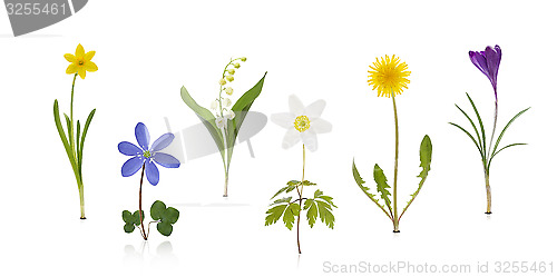 Image of Springtime Wildflowers