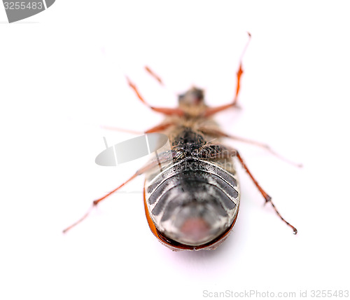 Image of maybug