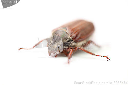 Image of maybug