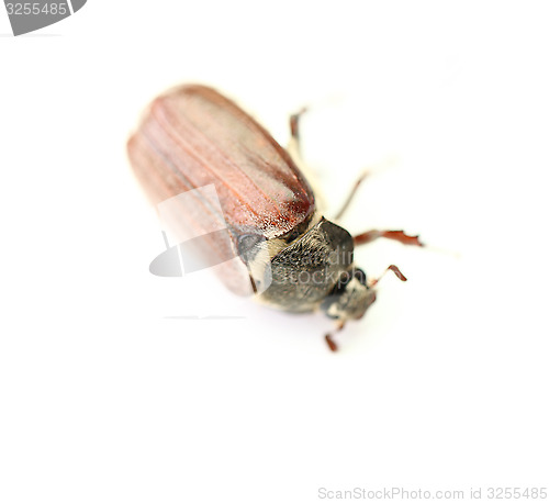 Image of maybug