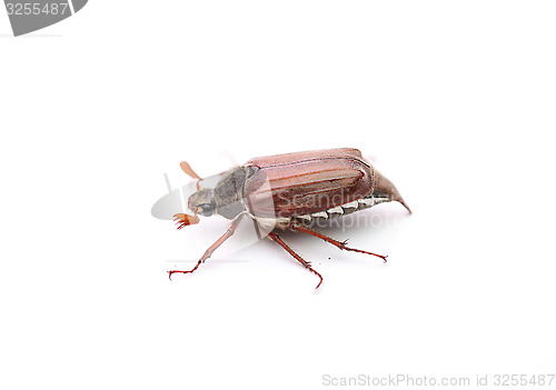 Image of maybug