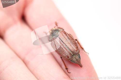 Image of chafer