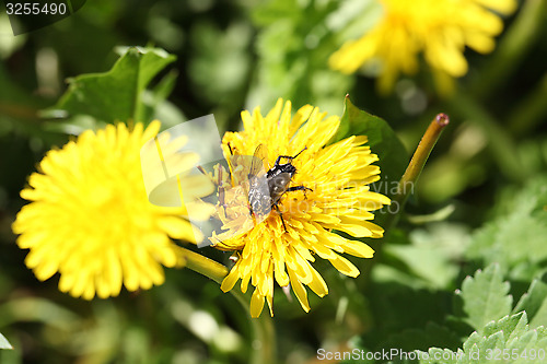 Image of big fly