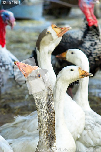 Image of geese and turkeys 