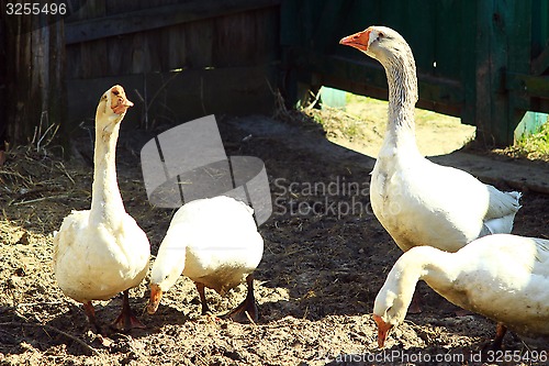 Image of geese in the yard