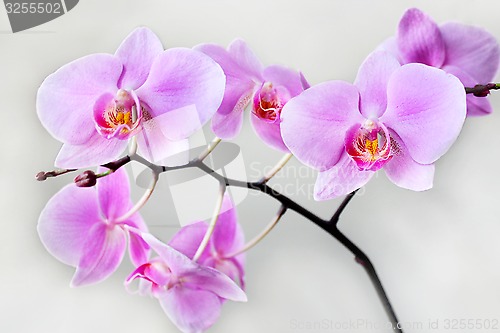 Image of pink orchid