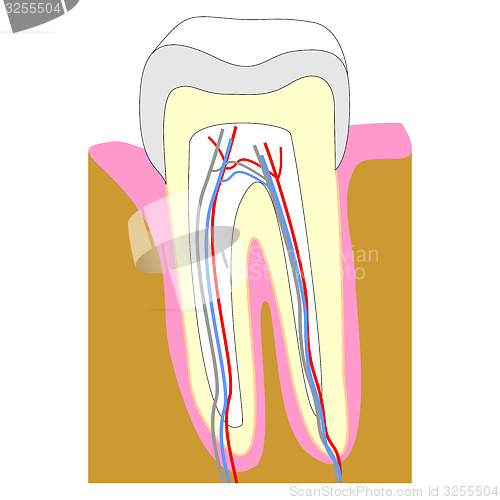 Image of Tooth section