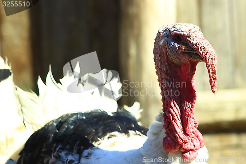 Image of Turkey's head