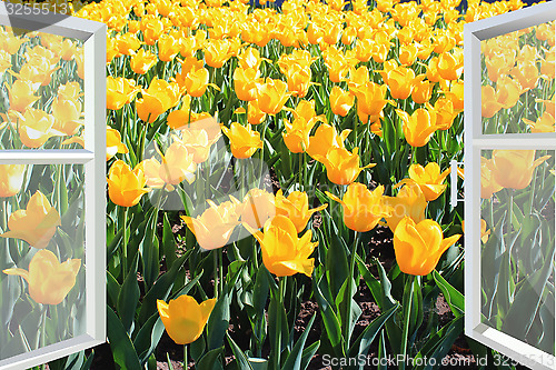 Image of window to the spring yellow tulips field