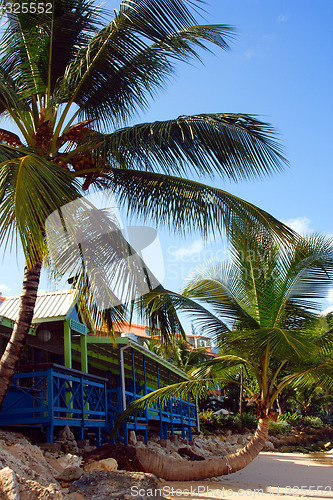 Image of Rain forest  of Barbados