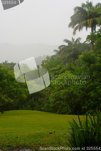 Image of Rain forest  of Barbados