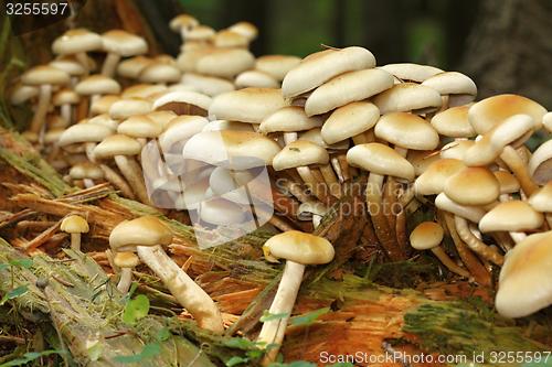 Image of unidentified yellow mushrooms