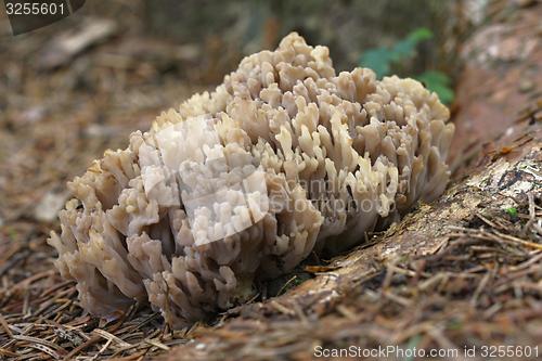 Image of unidentified brown mushrooms