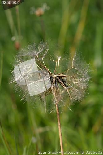 Image of dry faded dandelion