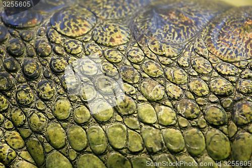 Image of skin of the gavial