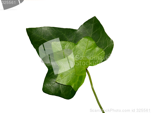 Image of Threefold ivy leaf