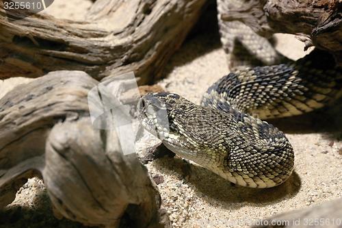 Image of eastern diamondback rattlesnake