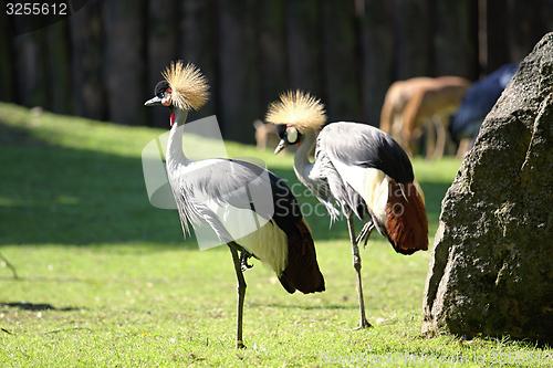 Image of grey crowned crane