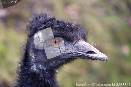 Image of head of the emu