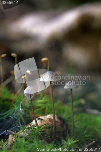 Image of unidentified gray mushrooms