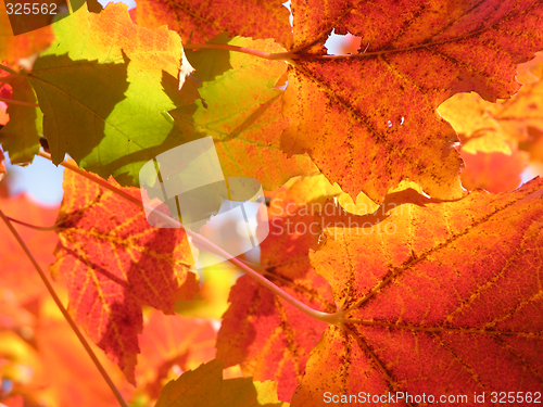 Image of Fall leaves