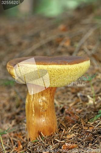 Image of boletus badius