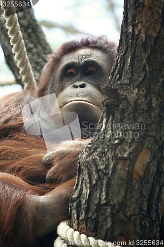 Image of orangutan