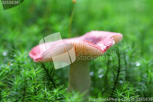 Image of unidentified red mushroom