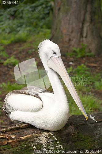 Image of australian pelican