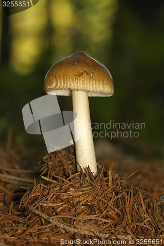 Image of unidentified brown mushrooms