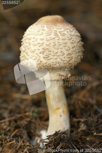 Image of cystolepiota mushroom