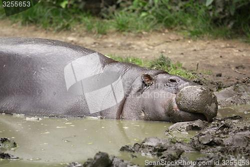 Image of pygmy hippopotamus