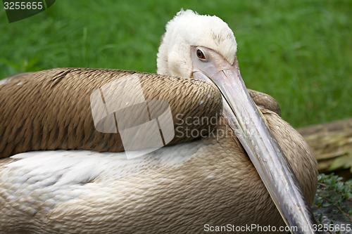 Image of spot-billed pelican