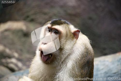 Image of pig-tailed macaque