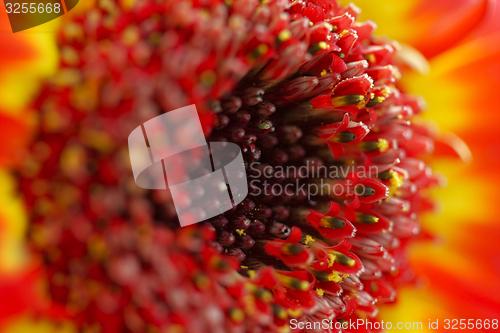 Image of flower with red blossom