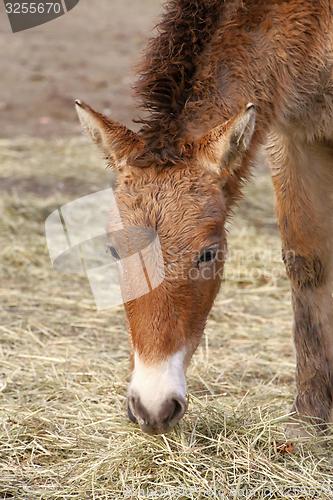 Image of przewalski\'s horse