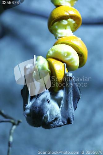 Image of egyptian fruit bat