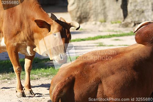 Image of dwarf zebu