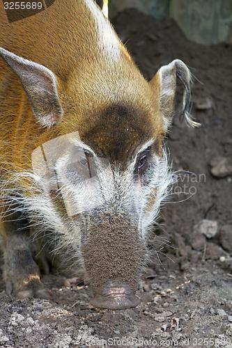 Image of red river hog