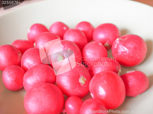 Image of Radish vegetable 