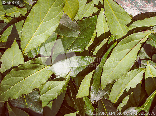 Image of Retro look Bay tree leaf