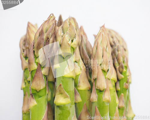 Image of Asparagus vegetable