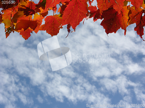 Image of Fall leaves