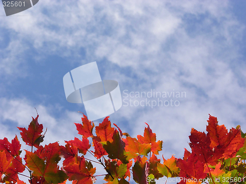 Image of Autumn leaves