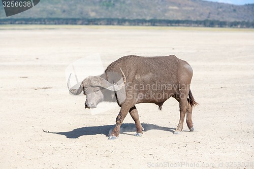 Image of Wild African Buffalo.Kenya, Africa