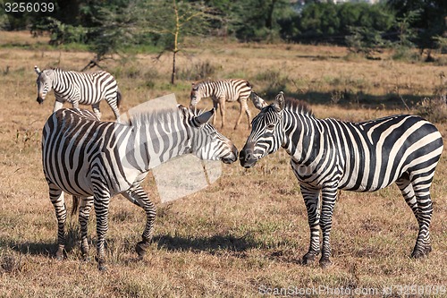 Image of Zebras in the grasslands 