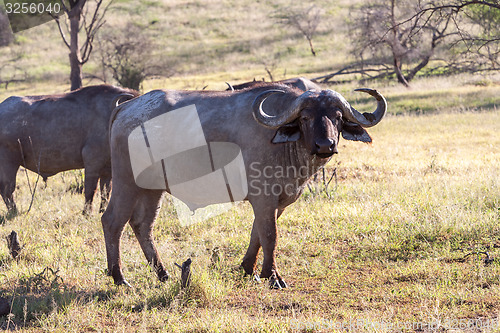 Image of Wild African Buffalo.Kenya, Africa